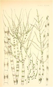 n184_w1150