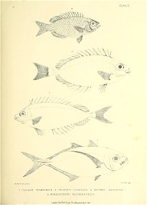 n196_w1150
