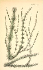 n52_w1150