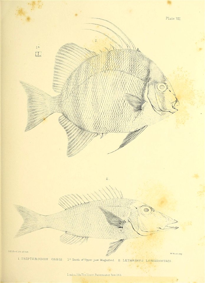 n190_w1150