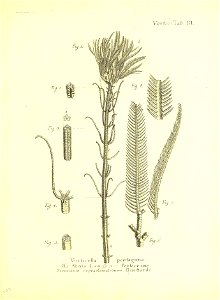 n268_w1150