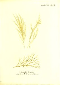 n168_w1150