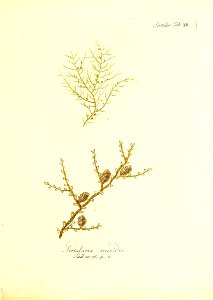 n136_w1150