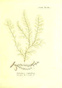 n118_w1150