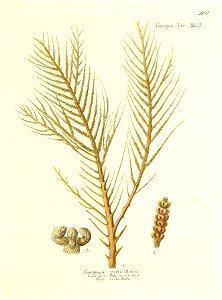 n238_w1150