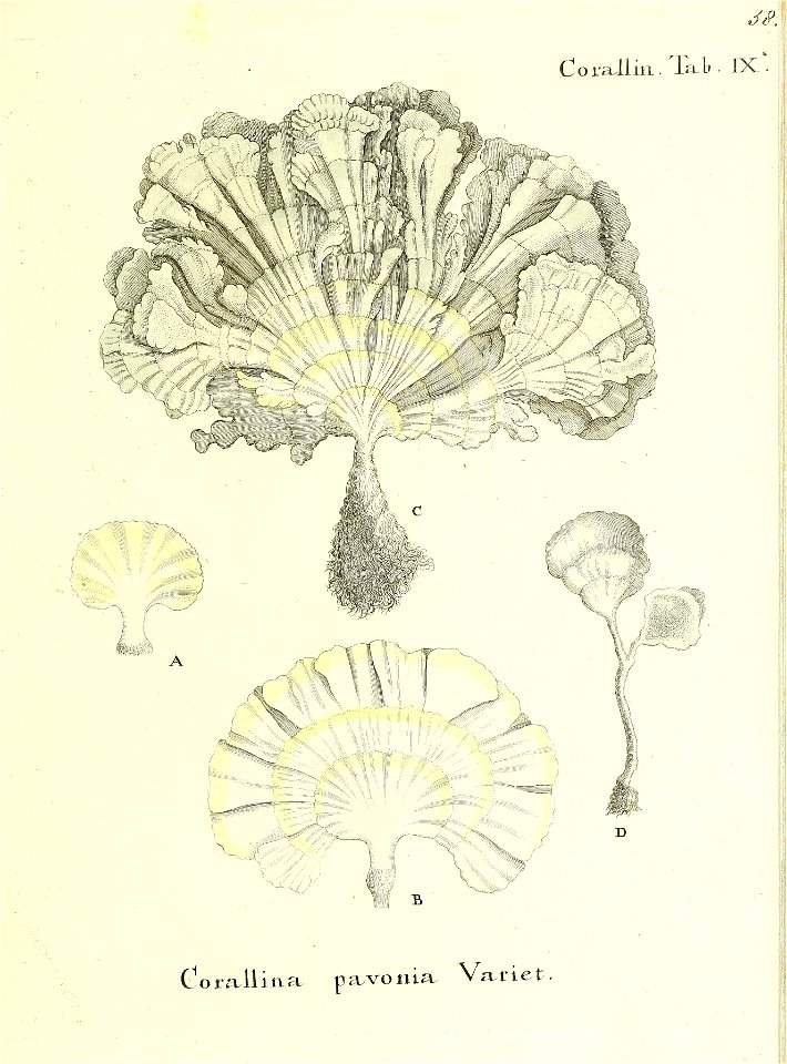 n118_w1150