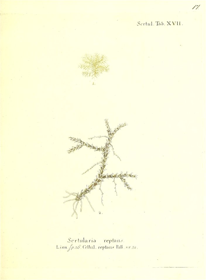 n36_w1150