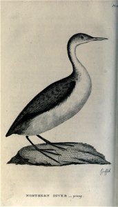 n295_w1150