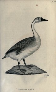 n42_w1150