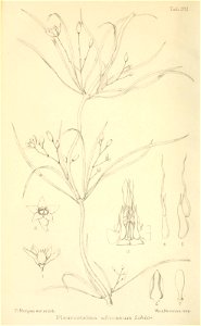 n335_w1150