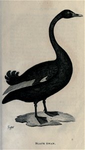 n34_w1150