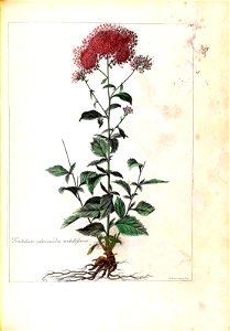 n135_w1150
