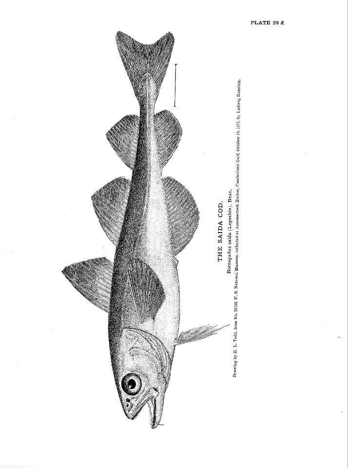n145_w1150