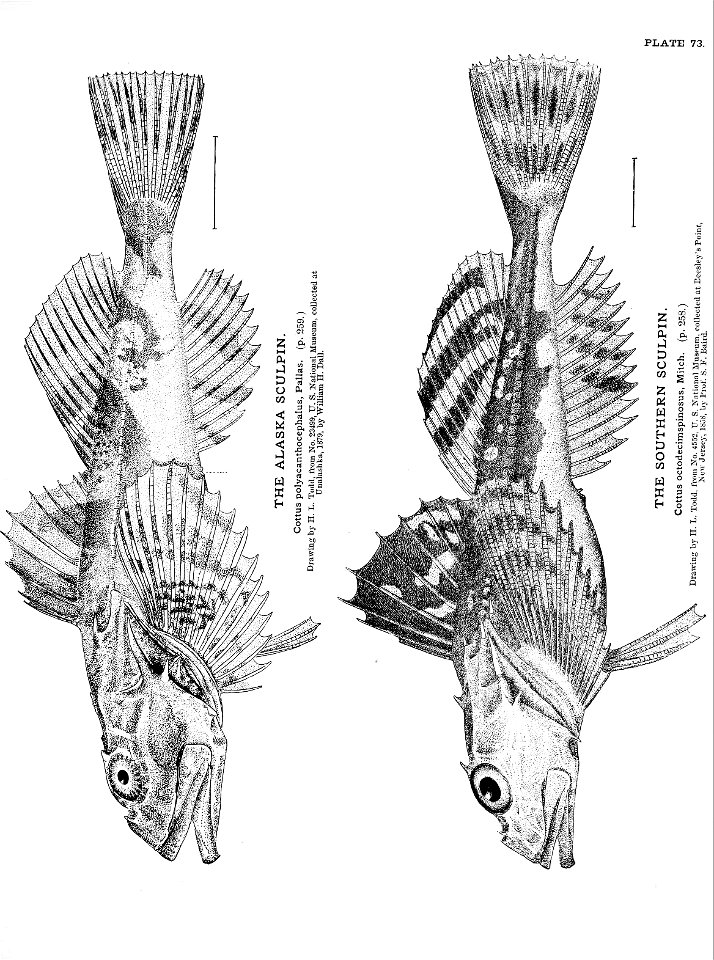 n175_w1150