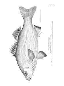 n381_w1150