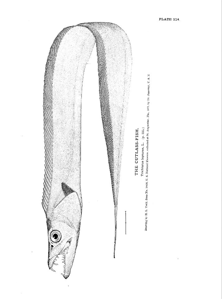 n261_w1150