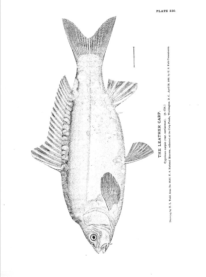 n515_w1150