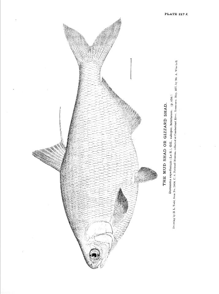 n485_w1150