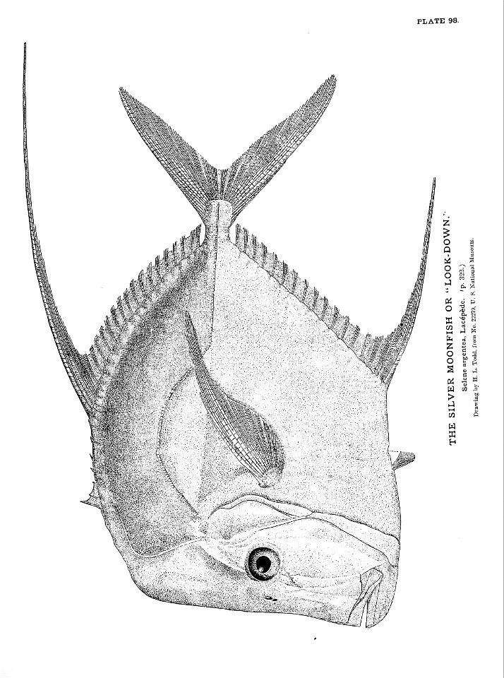 n229_w1150
