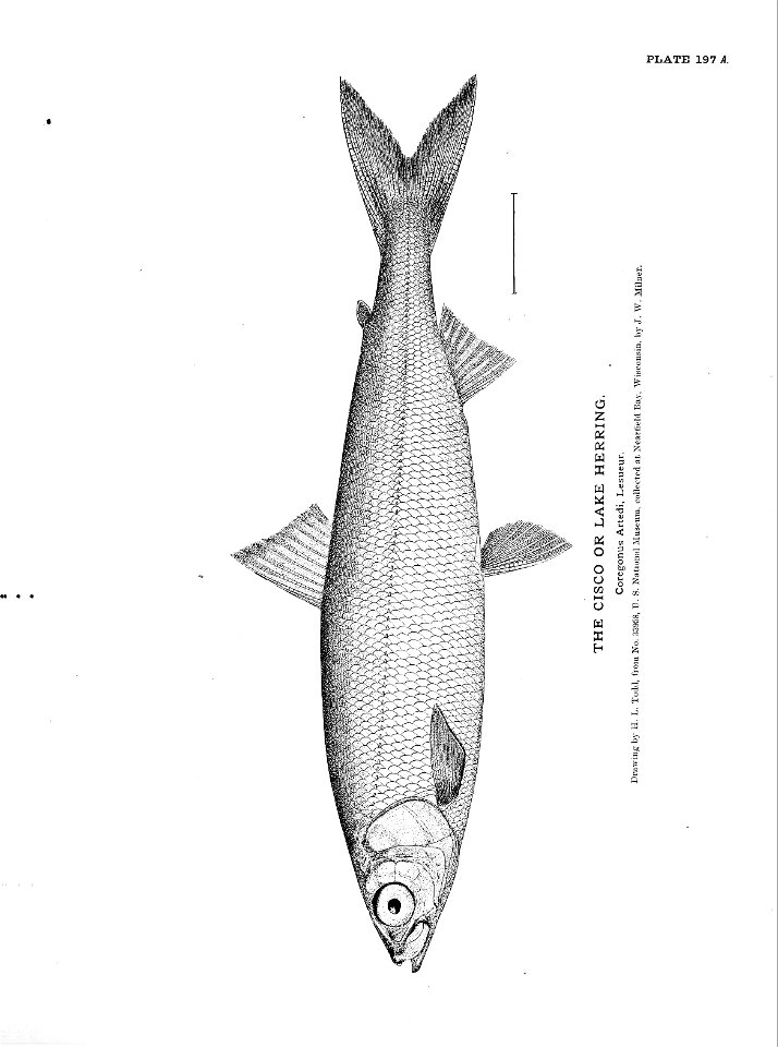 n437_w1150