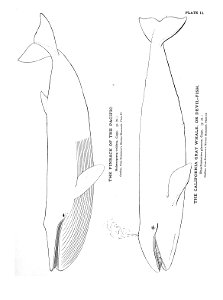n46_w1150