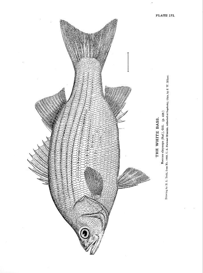 n377_w1150