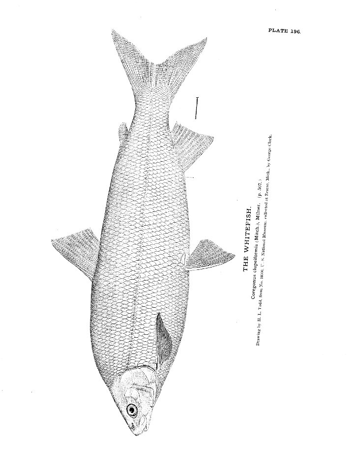 n435_w1150