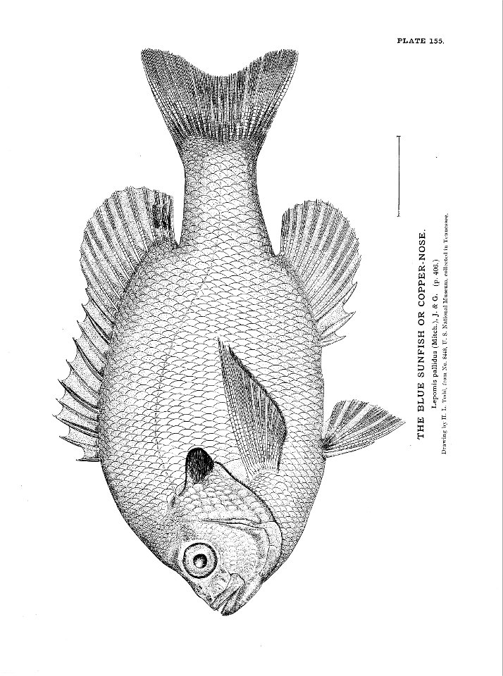 n345_w1150