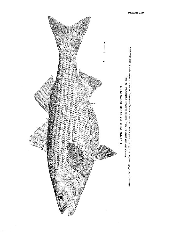 n375_w1150