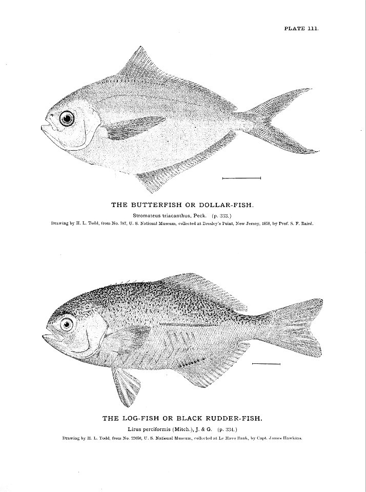 n255_w1150