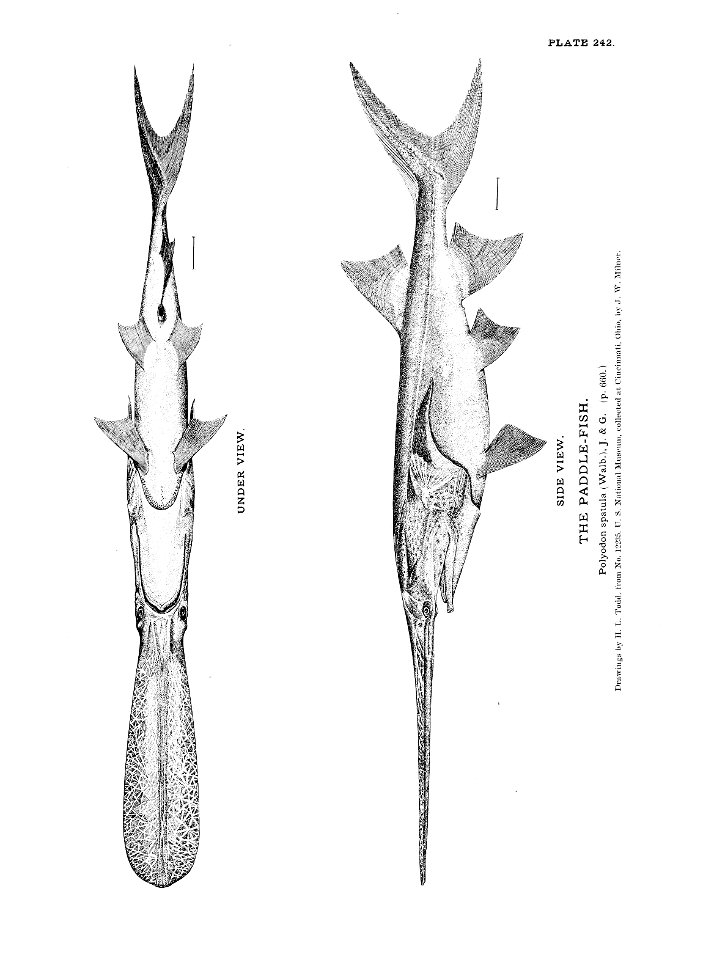 n539_w1150