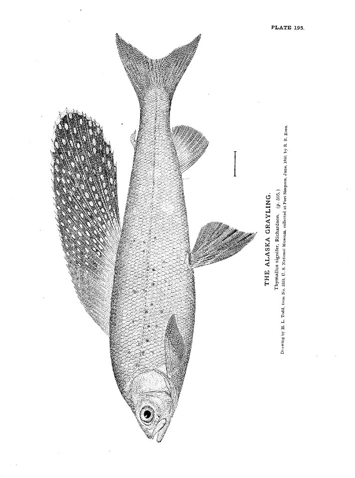 n433_w1150