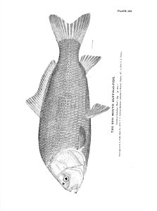 n507_w1150