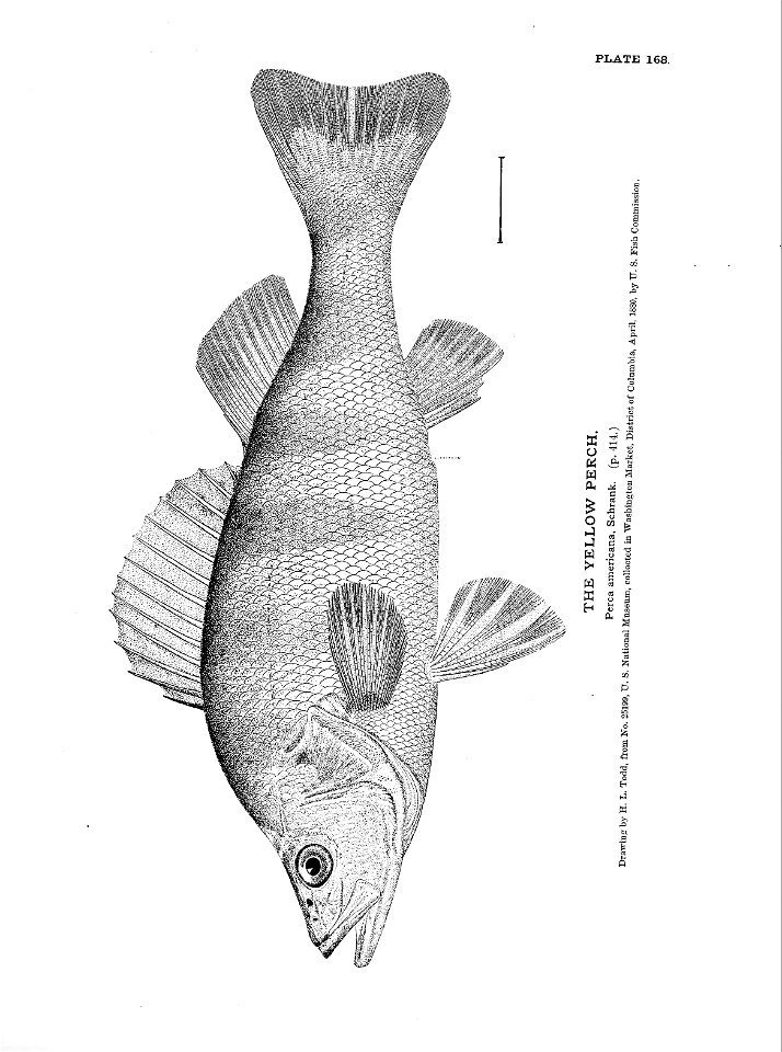n371_w1150