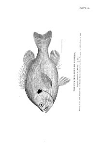 n341_w1150