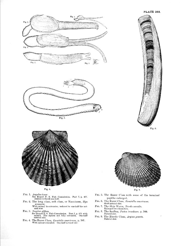 n565_w1150