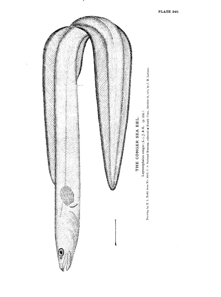 n535_w1150