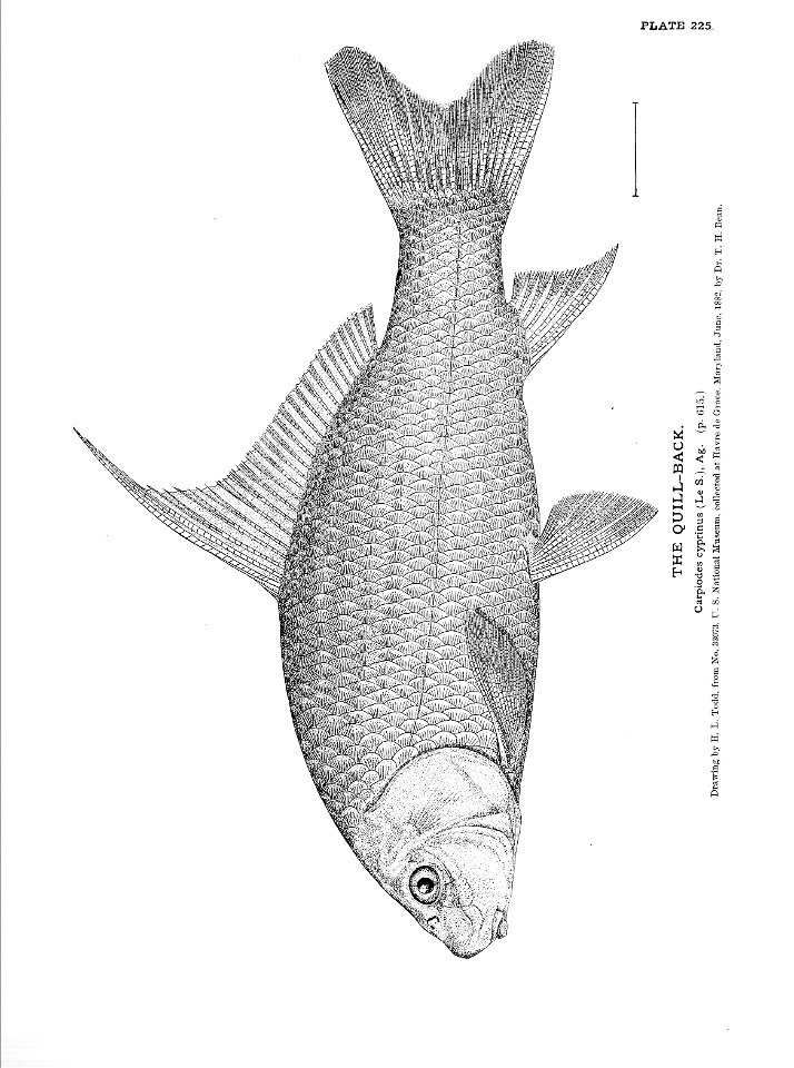 n505_w1150