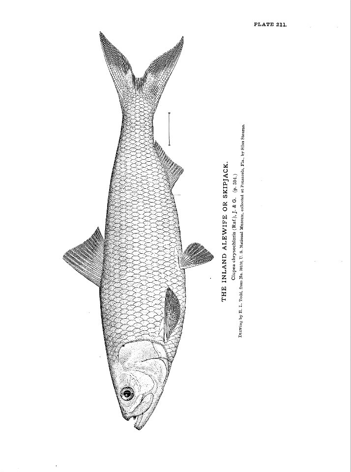 n469_w1150