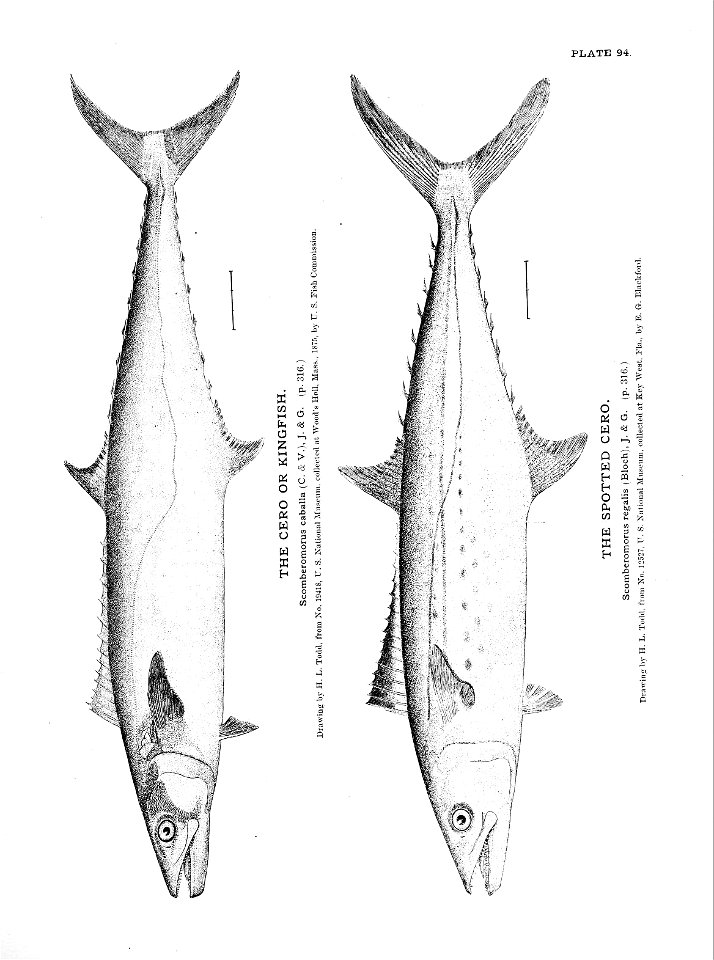 n219_w1150