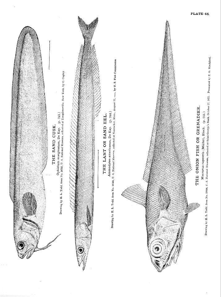 n159_w1150