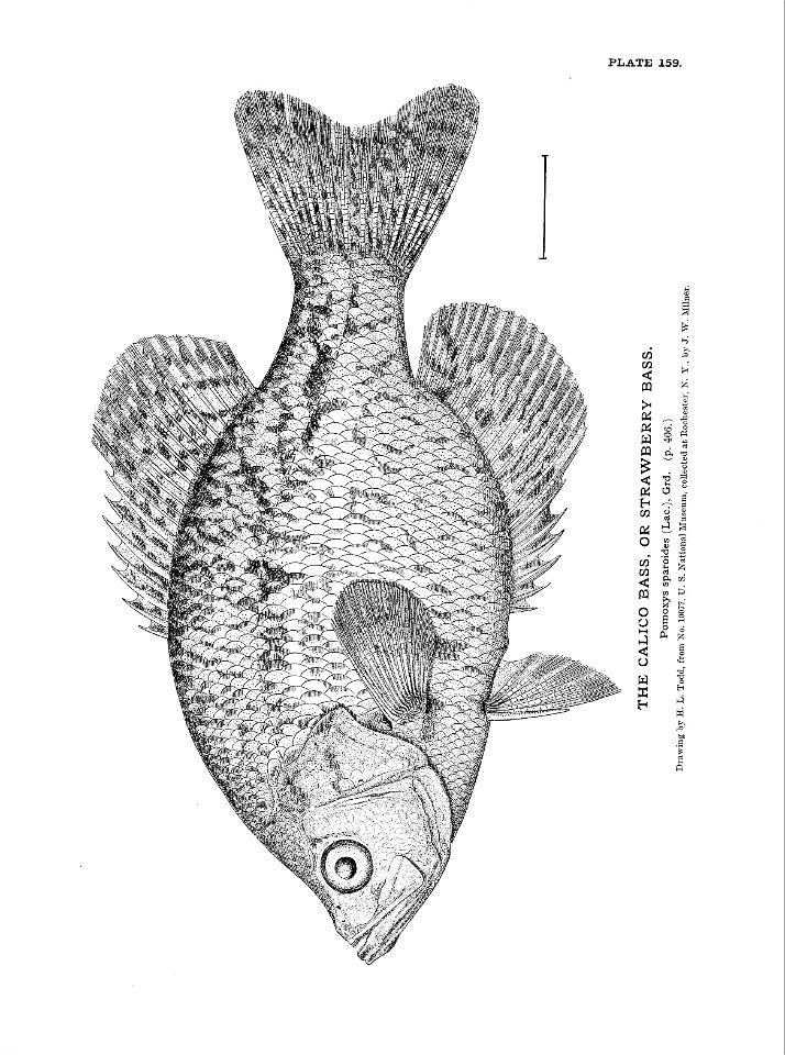 n353_w1150