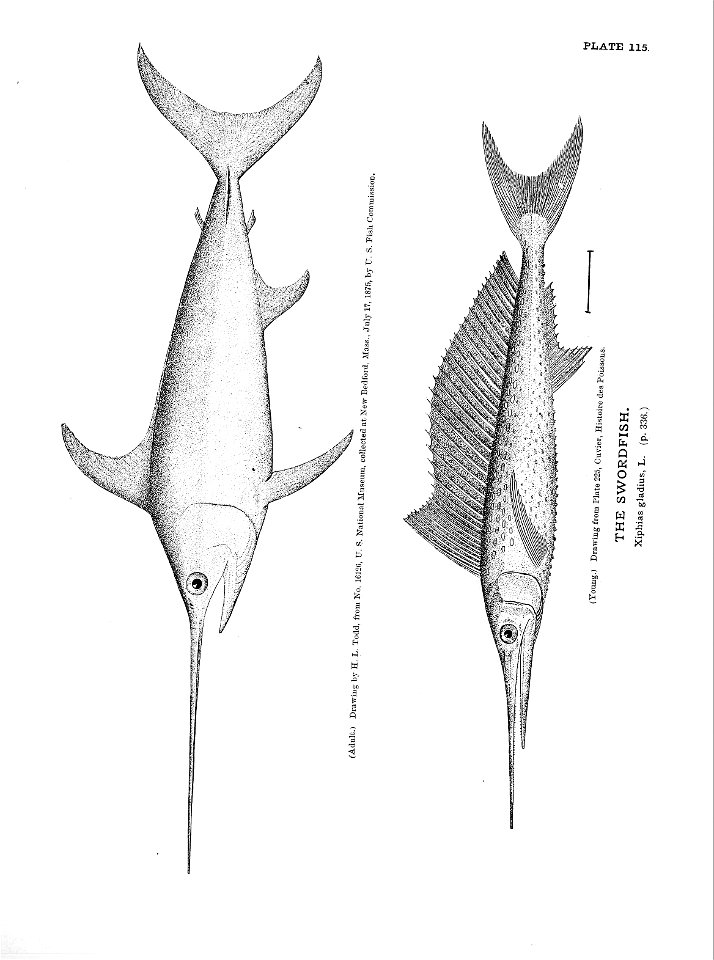 n263_w1150