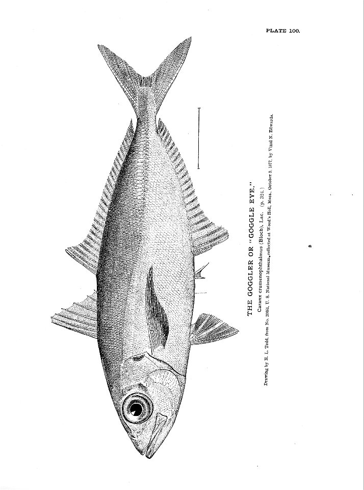 n233_w1150