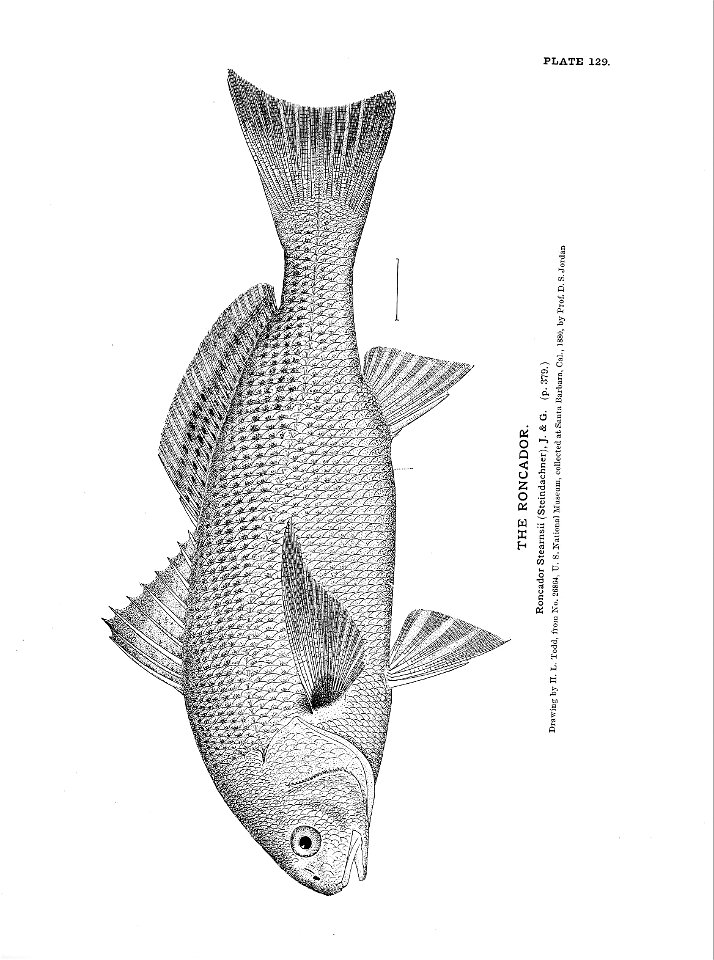 n293_w1150