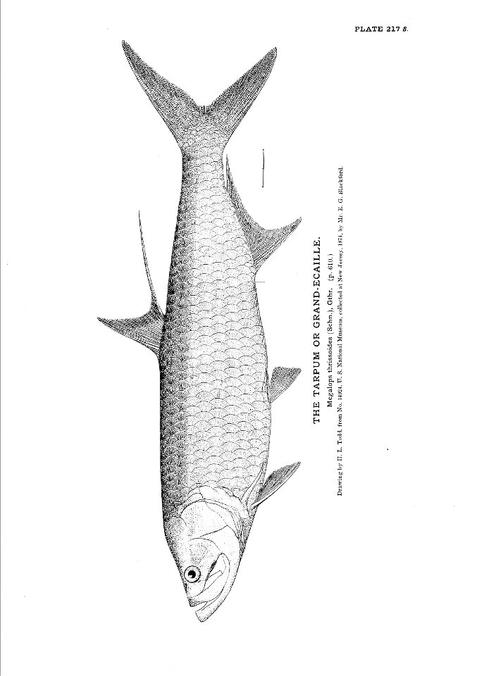 n487_w1150