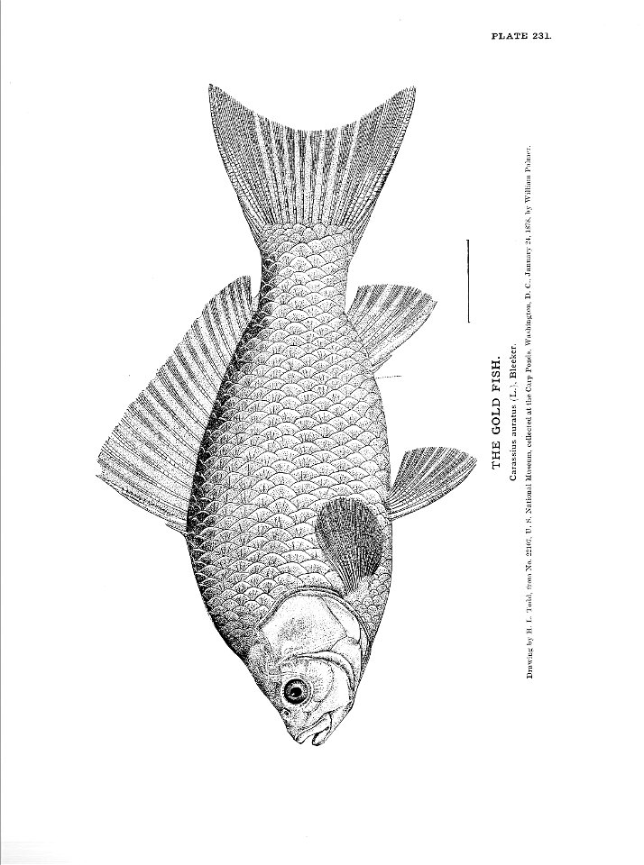 n517_w1150