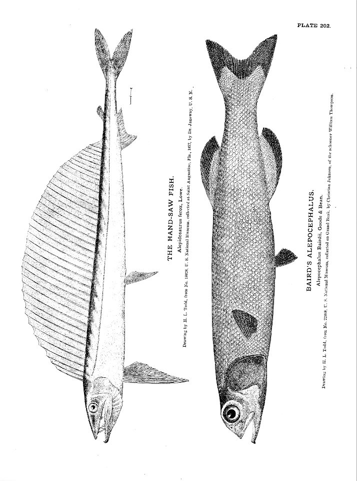 n451_w1150