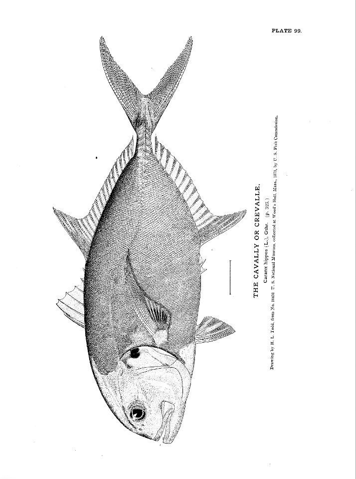 n231_w1150