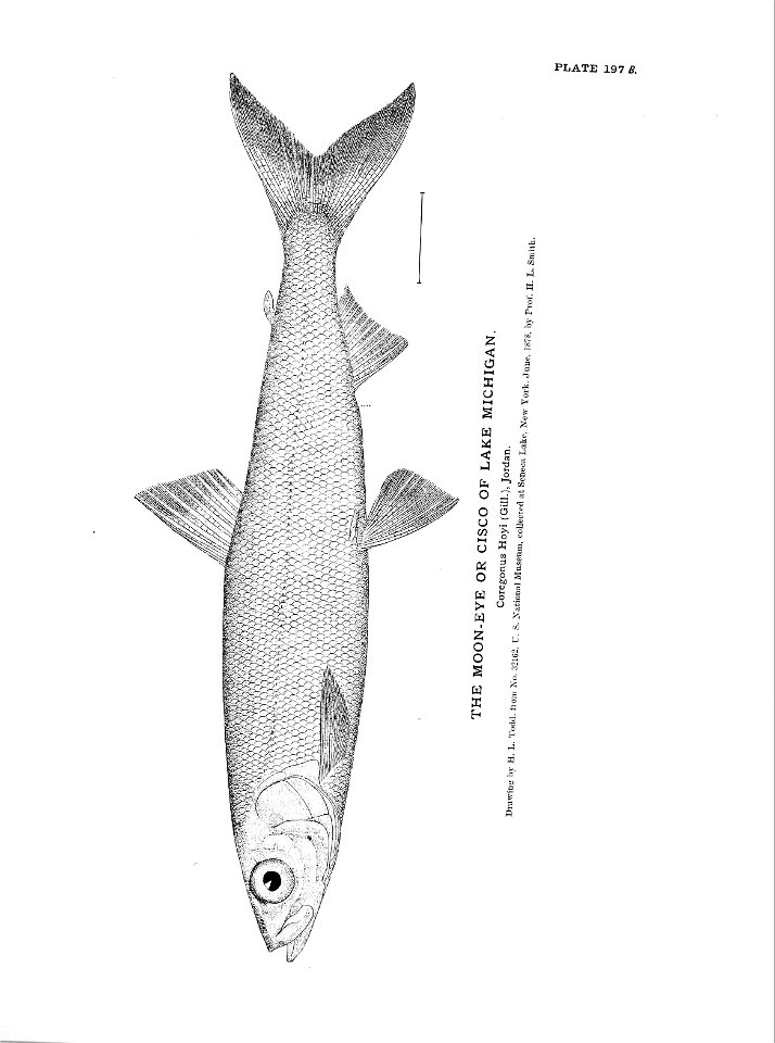 n439_w1150